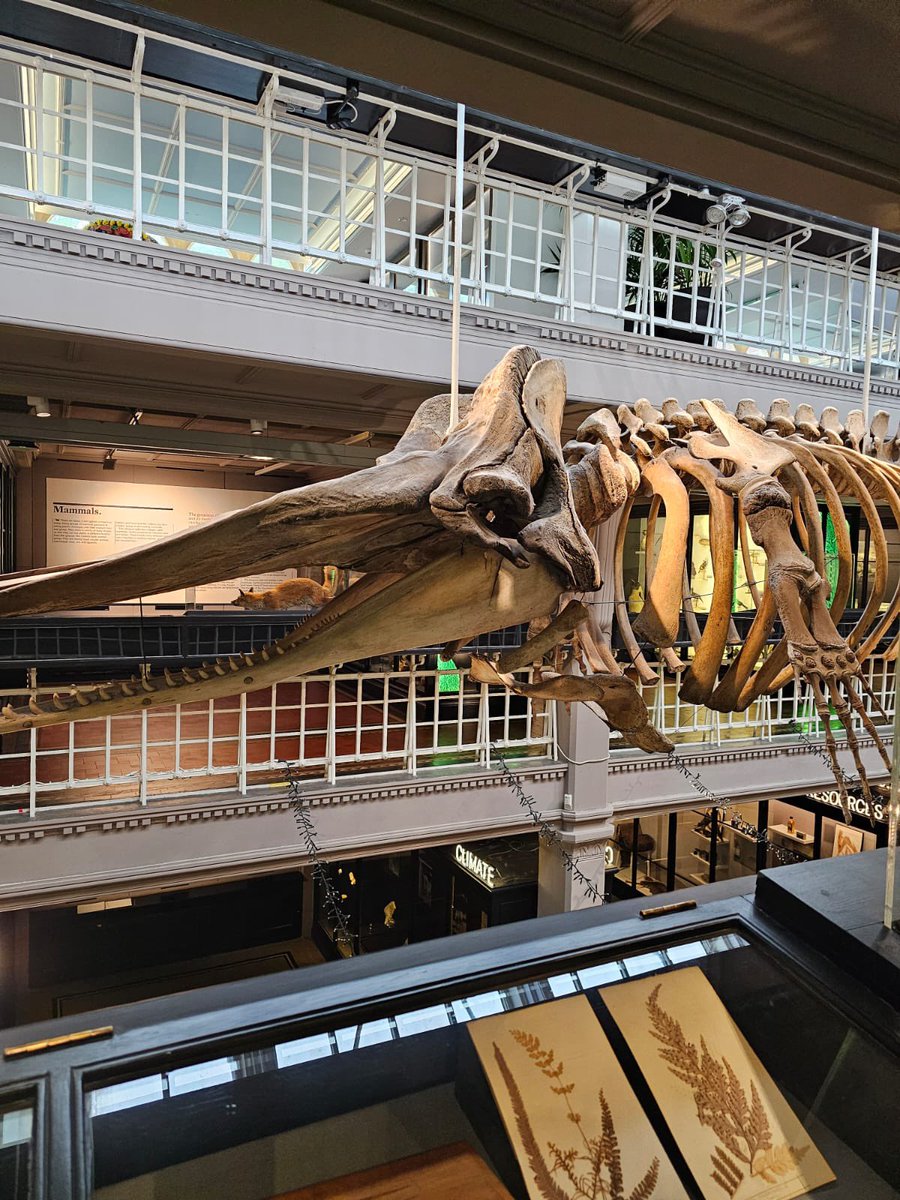 esteemeducators's tweet photo. This week one of our pupils has been at The Manchester Museum, exploring their Fossil & Dinosaur exhibit and unearthing new discoveries!
🦕🦴
Diving into the fascinating world of paleontology🔹
#EsteemEducators #AlternativeProvision #Education https://t.co/G0U0iJvnUq