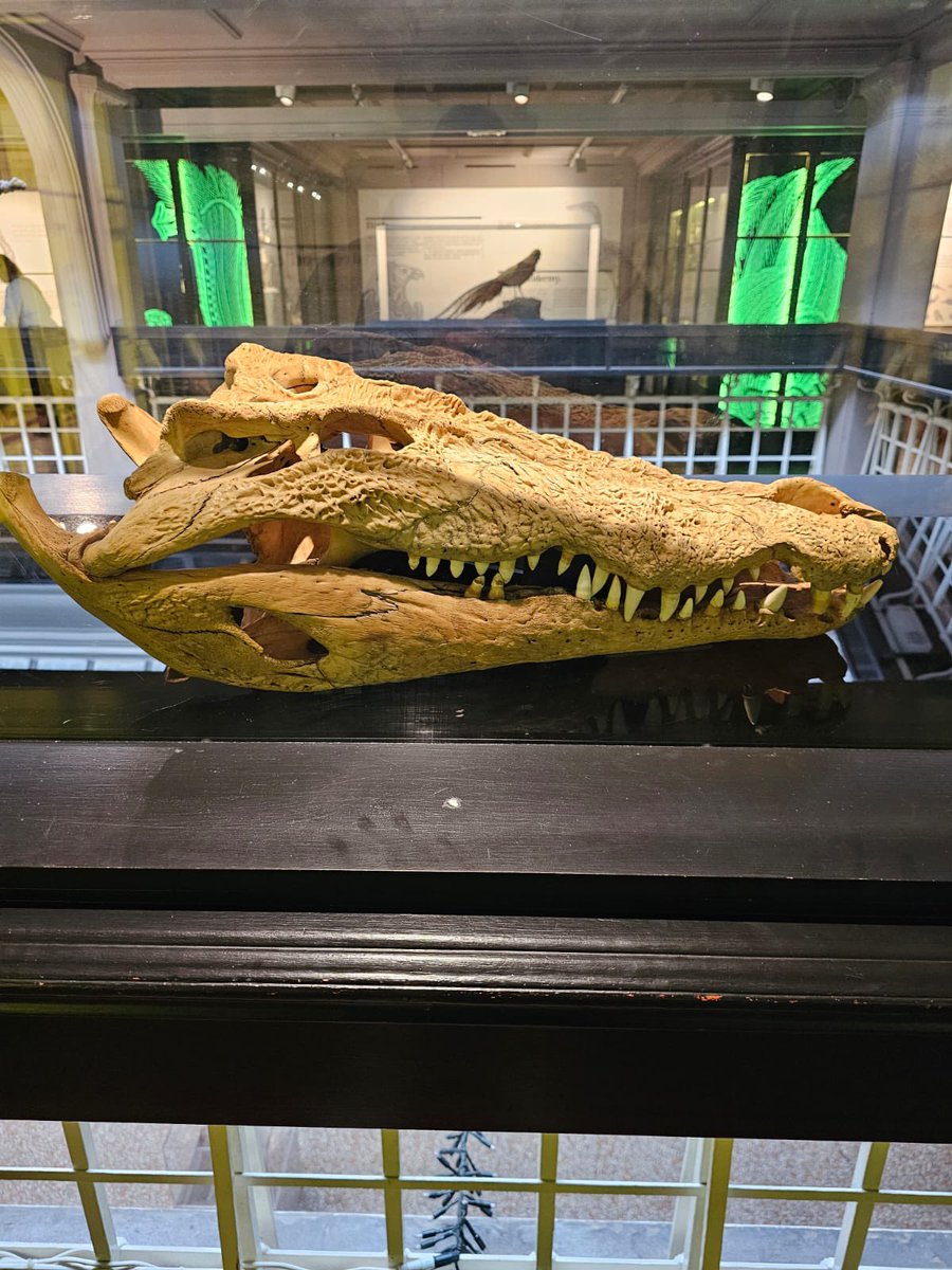 esteemeducators's tweet photo. This week one of our pupils has been at The Manchester Museum, exploring their Fossil & Dinosaur exhibit and unearthing new discoveries!
🦕🦴
Diving into the fascinating world of paleontology🔹
#EsteemEducators #AlternativeProvision #Education https://t.co/G0U0iJvnUq