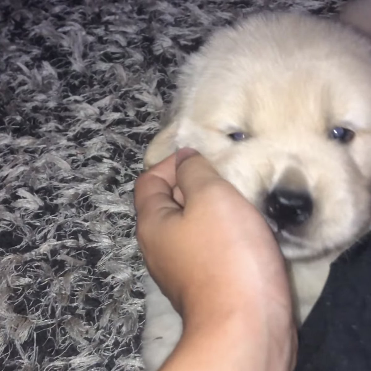 takemybear 🐶 tweet media