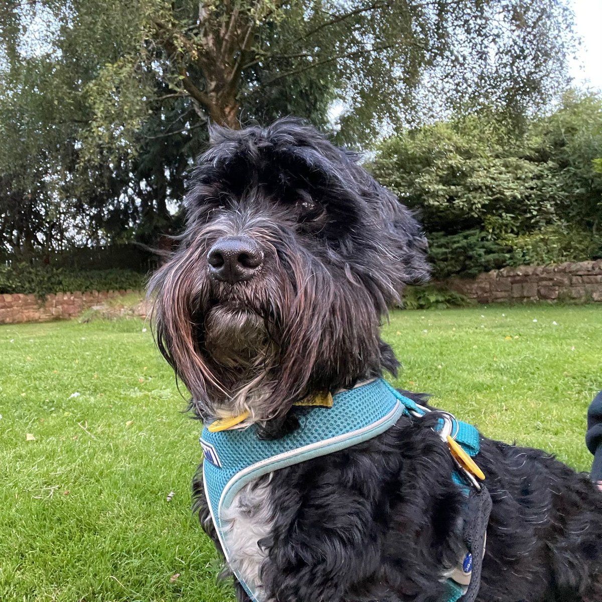 DT_WestCalder's tweet photo. Lenny is a 7-year-old Shih Tzu Cross🐶

He is a sweet soul who loves spending time with people he knows best 😘

He is looking for an adult only home with a garden where he can explore &amp; play 🏡

To adopt him, add him to your favourites; https://t.co/ZiI1Wanaki 💛

@DogsTrust https://t.co/W2ewml3lqQ