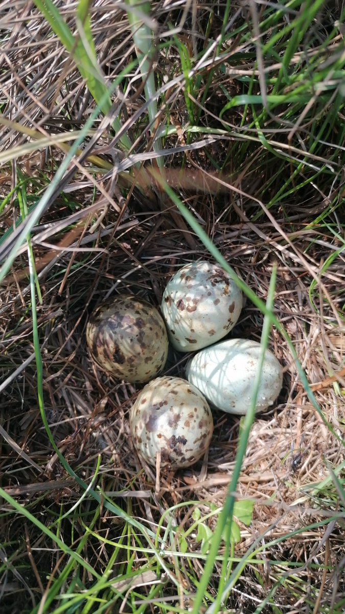 BelojevicJelena's tweet photo. #ruffs eggs have been showing an increase in aberrant egg color this year across multiple field sites - has any of the #wader researchers noticed such a trend? #eggblue 😁 https://t.co/byEo3bG6w3