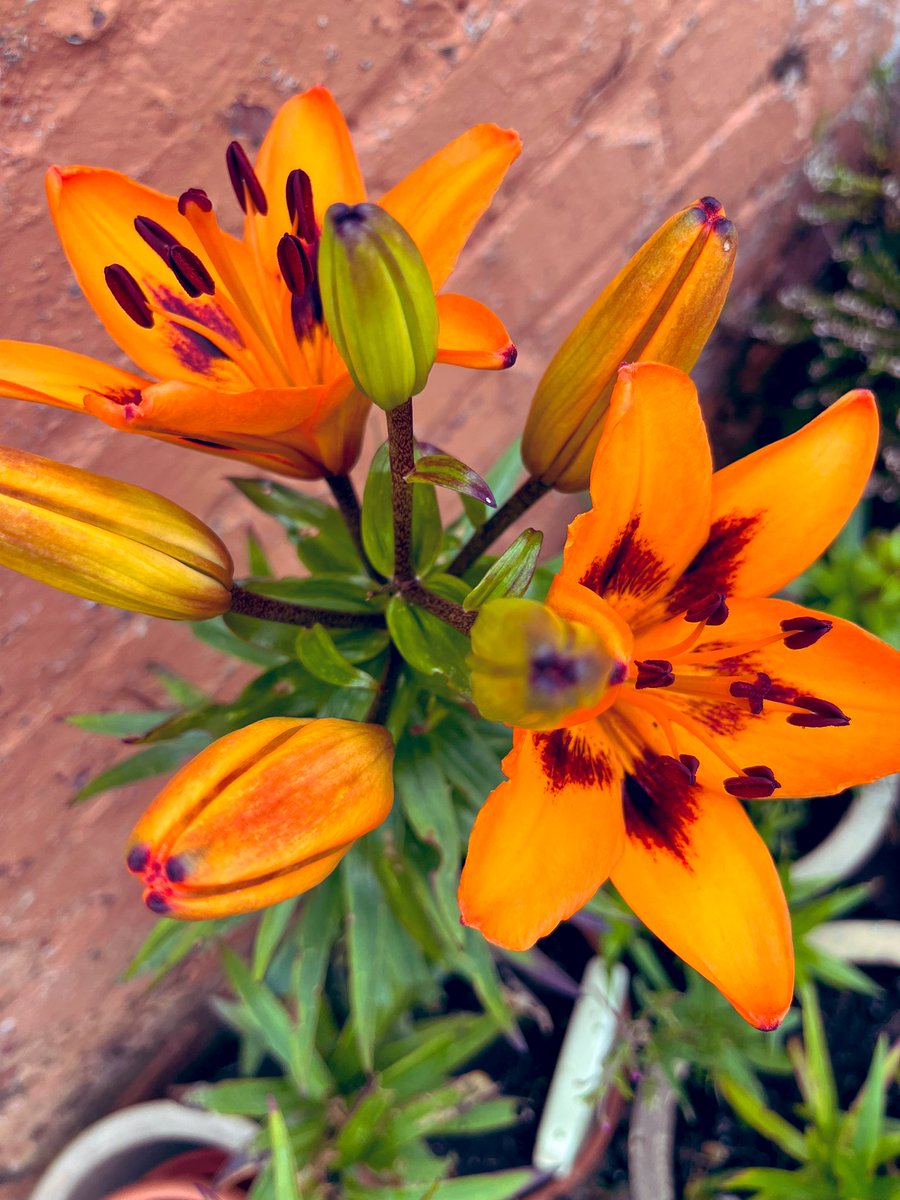 Nina_Gregory6's tweet image. 27 + years ago my Mum gave me some old Lillie’s in a pot just saying 💃#nomessing