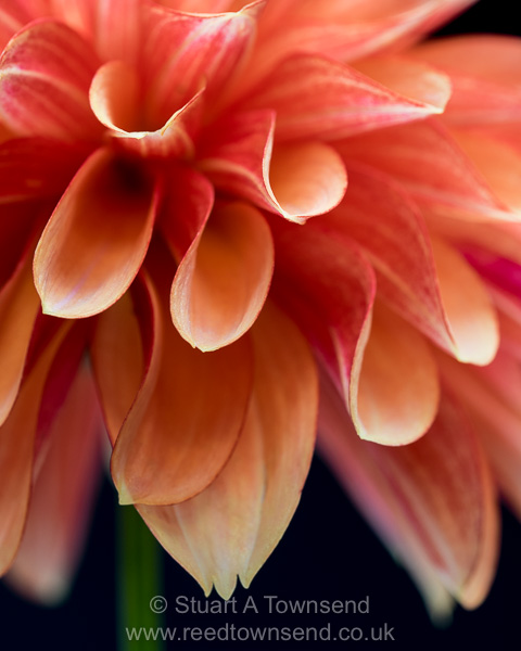 DalesidePlants's tweet photo. THIS WEEKEND: Enjoy the vibrant beauty of #Dahlias https://t.co/6TqeseCGUK