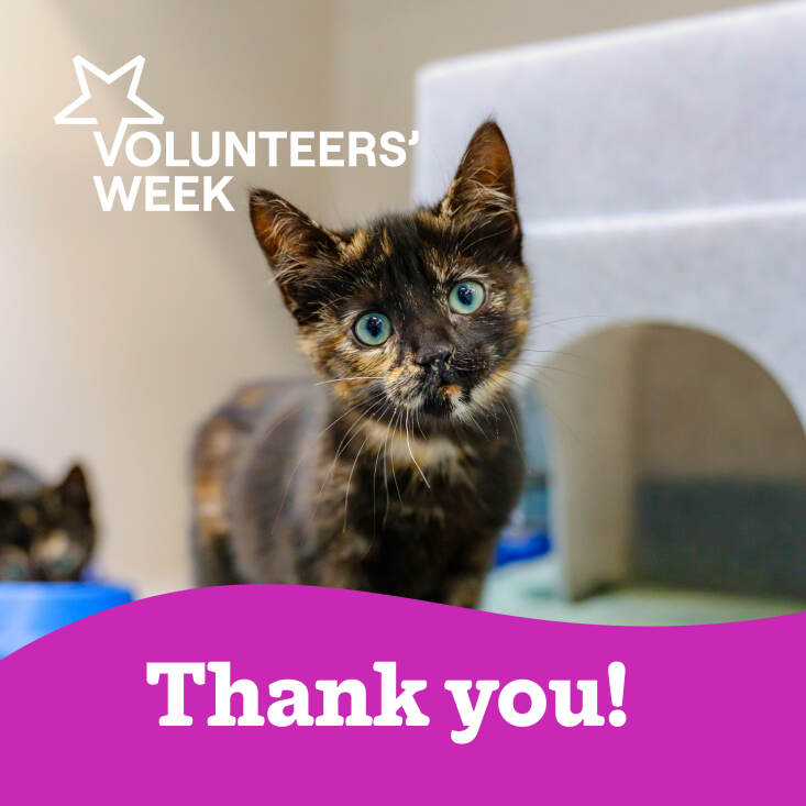 As we come to the end of Volunteers' Week we'd like to say a huge thank you to all the Telford &amp; District Cats Protection volunteers.

The reason we can help so many cats is each and every one of you and we appreciate you all so much! 

#volunteersweek