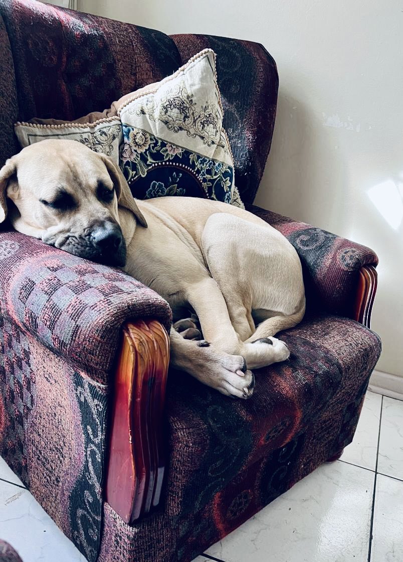 lulu_luwela's tweet photo. Guys my mom’s dog doesn’t let anyone sit on this couch 🤣 

And nathi we’re not trying to pick a fight with boerboel so ke yisofa yakhe le 🤣 https://t.co/vLxDFTZh7z