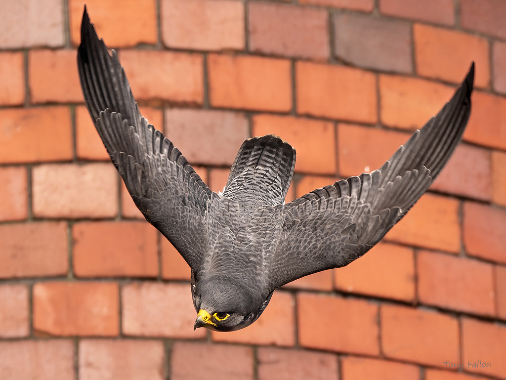 BBC Springwatch tweet media