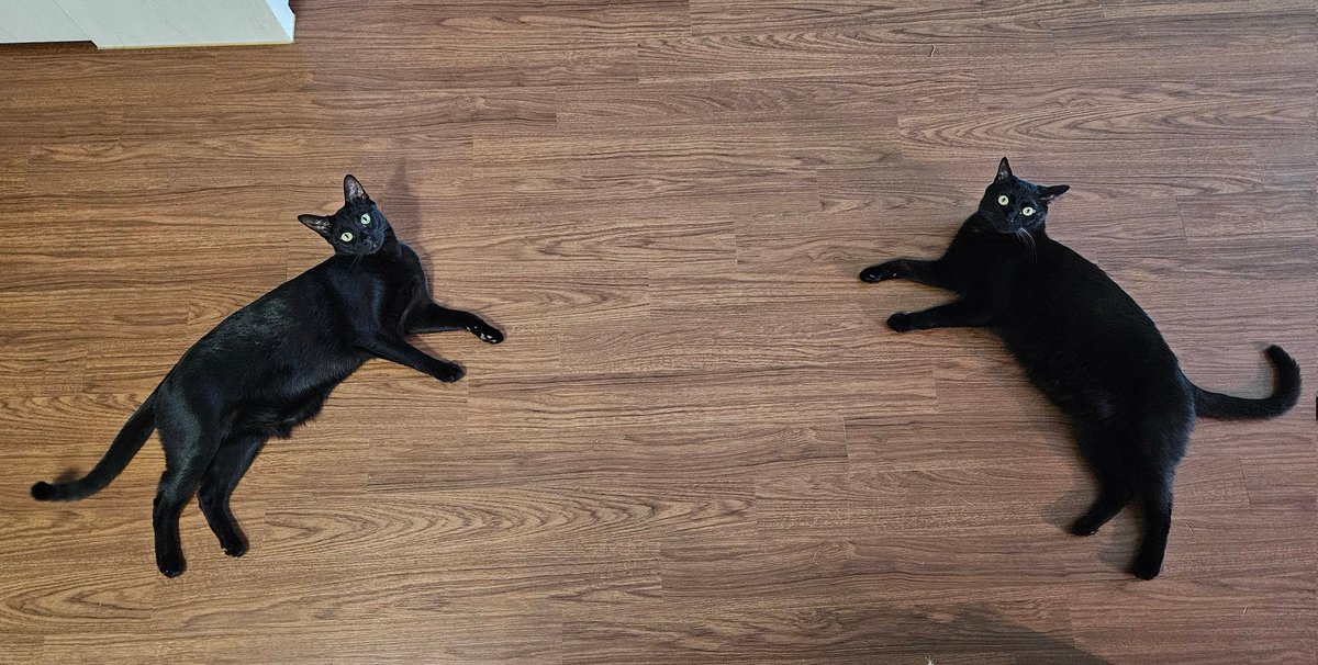 dotkavi's tweet image. 거울모드