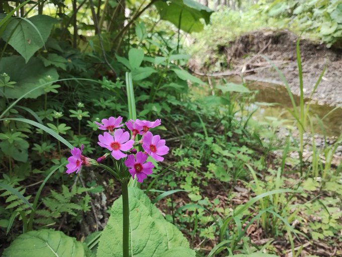 草枕 夕張渡る 山途にて
出逢うは菊と 大桜草