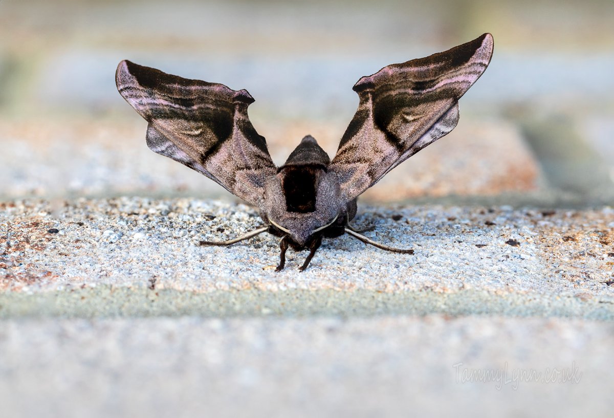 Last night I photographed what I think is a female Smerinthus Ocellatus (The eyed hawk-moth) in a resting position, on a brick wall outside our house.
If anyone knows any different or more about the moth, please share below! Thank you. 📷 #Moth #SmerinthusOcellatus #FocusStacked