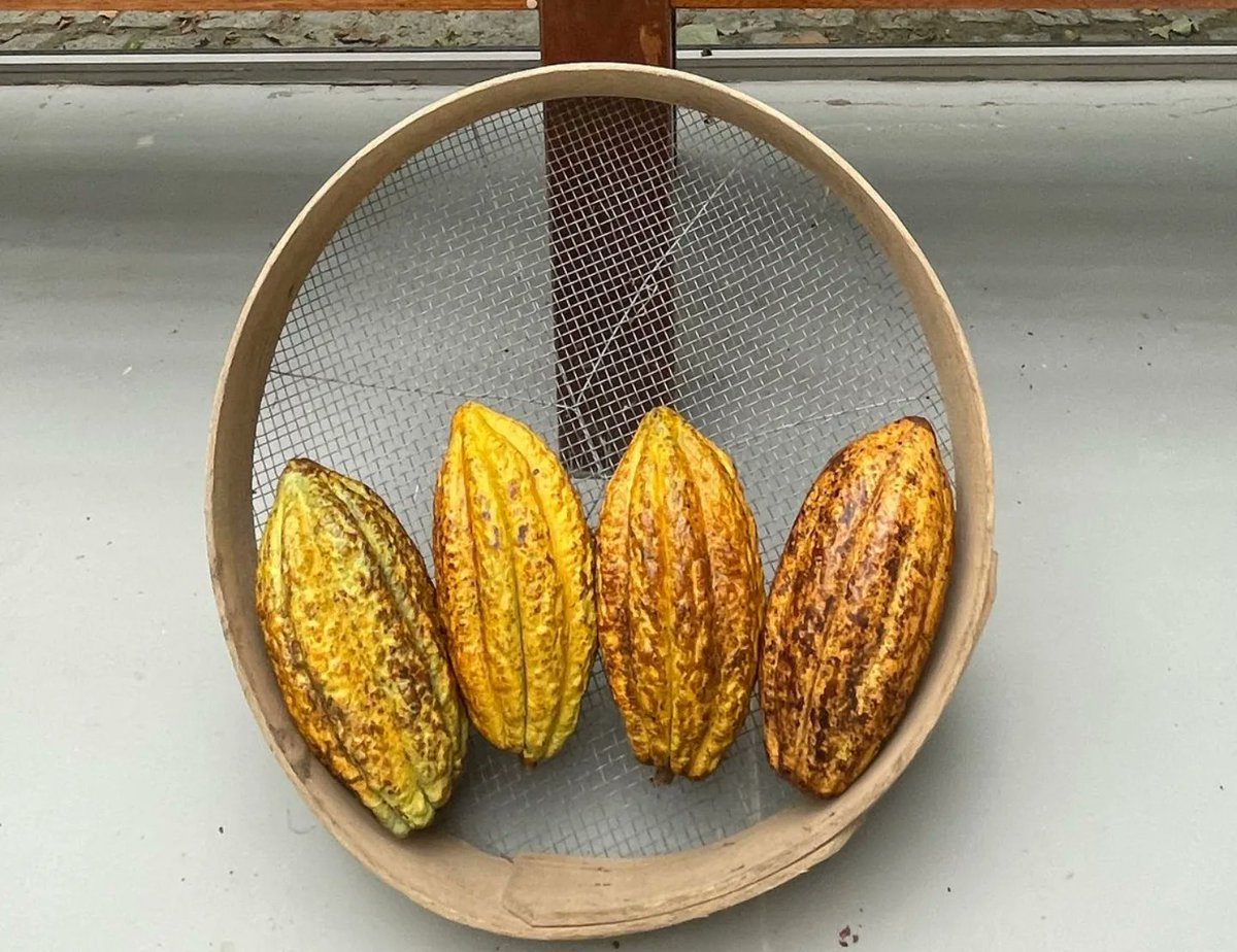 RJBOTANICO's tweet photo. Llegó el momento de inaugurar la 'golosa' exposición: Una planta de otro mundo! Un interesante y apetitoso viaje a través del cacao ecuatoriano (Theobroma cacao), su historia, arte y cultura.
🍫 😋
🗓️: 7 junio - 7 julio; 10:00 - 20:30 h. 
https://t.co/IIqgzeRDYB https://t.co/KXdLwhQtLX