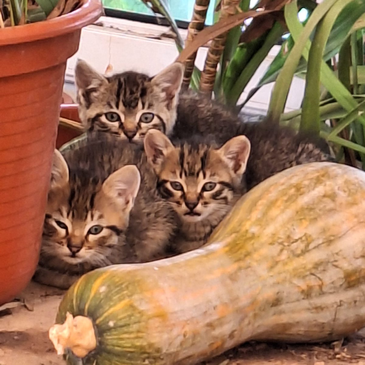 Se busca adopcion  para estos cachorros ♥️✨️
