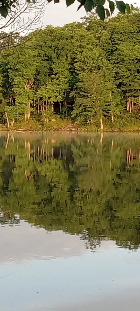 Cathy Goodfellow tweet media