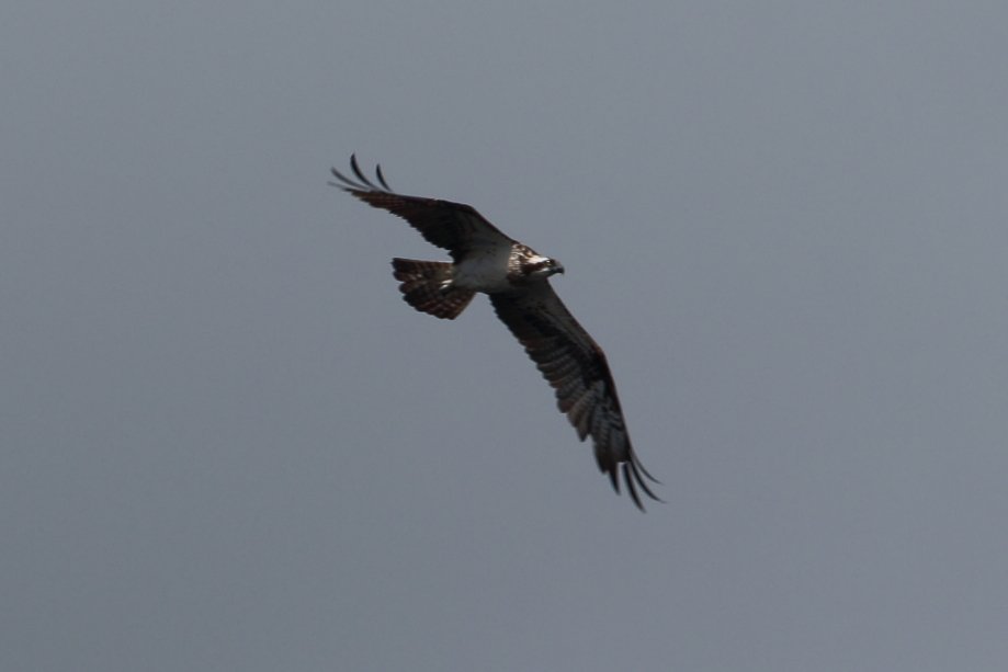 bobpophibby's tweet photo. Nice day with @KevinIngleby1 yesterday, some nice birds too.
@birdinglothian https://t.co/zNm5G8J5Wt