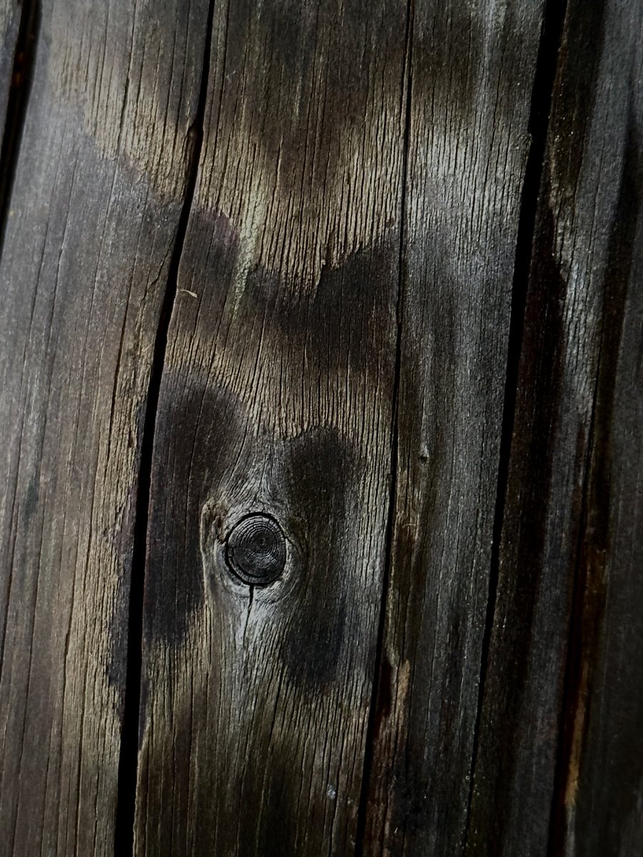 DOG IN WOOD tweet media
