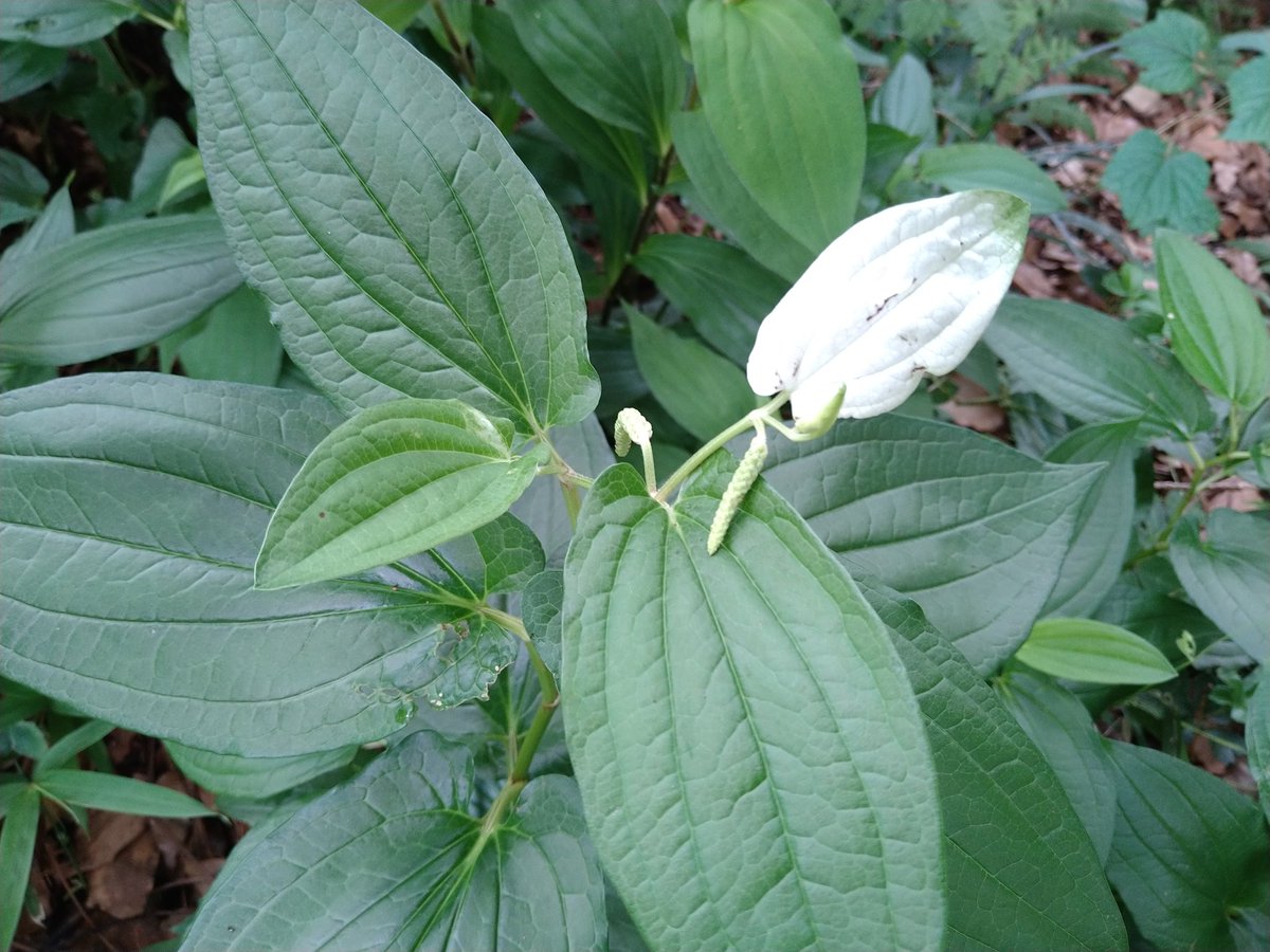 sougyokutei's tweet photo. 【今日の花】半夏生、もう夏の大泉���園町より。#plants #lizardstail #tokyo #japon https://t.co/MppizSve1s