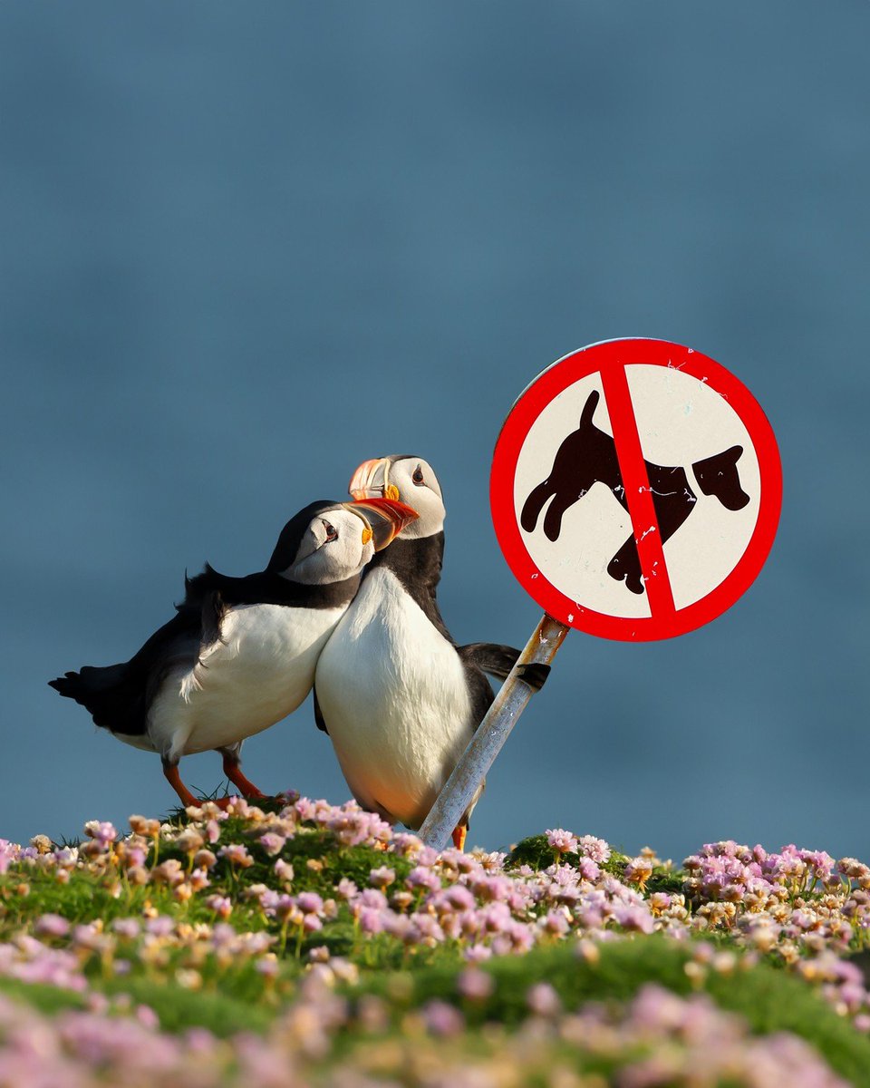 Please do not bring your dog to Staffa🐶

Staffa is a haven for ground-nesting birds such as puffins and storm petrels. In line with other important seabird islands, we ask that dogs are not brought to Staffa from 1 April - 30 Sept. Thank you🙂

More info nts.org.uk/visit/places/s…