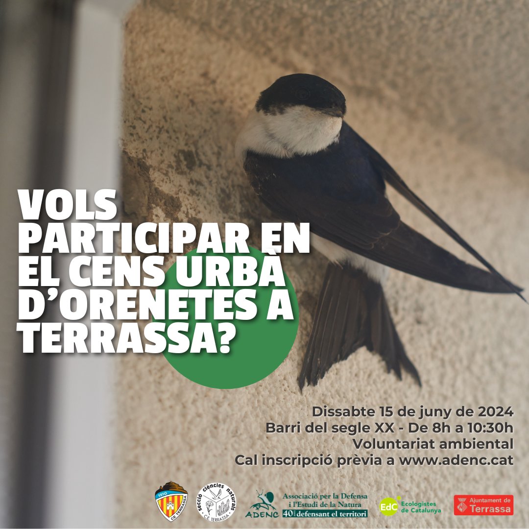 Adenc1982's tweet photo. #VoluntariatAmbiental I No et perdis el cens d'orenetes 2024 a Terrassa🐦🪺!
👉Vine a aprendre la metodologia del cens d'oreneta cuablanca, uns ocells amb un alt valor ecosistèmic💚!
📝Les dades aniran al #ProjecteOrenetes de l'@ICOcells. https://t.co/urHbrYDnp0