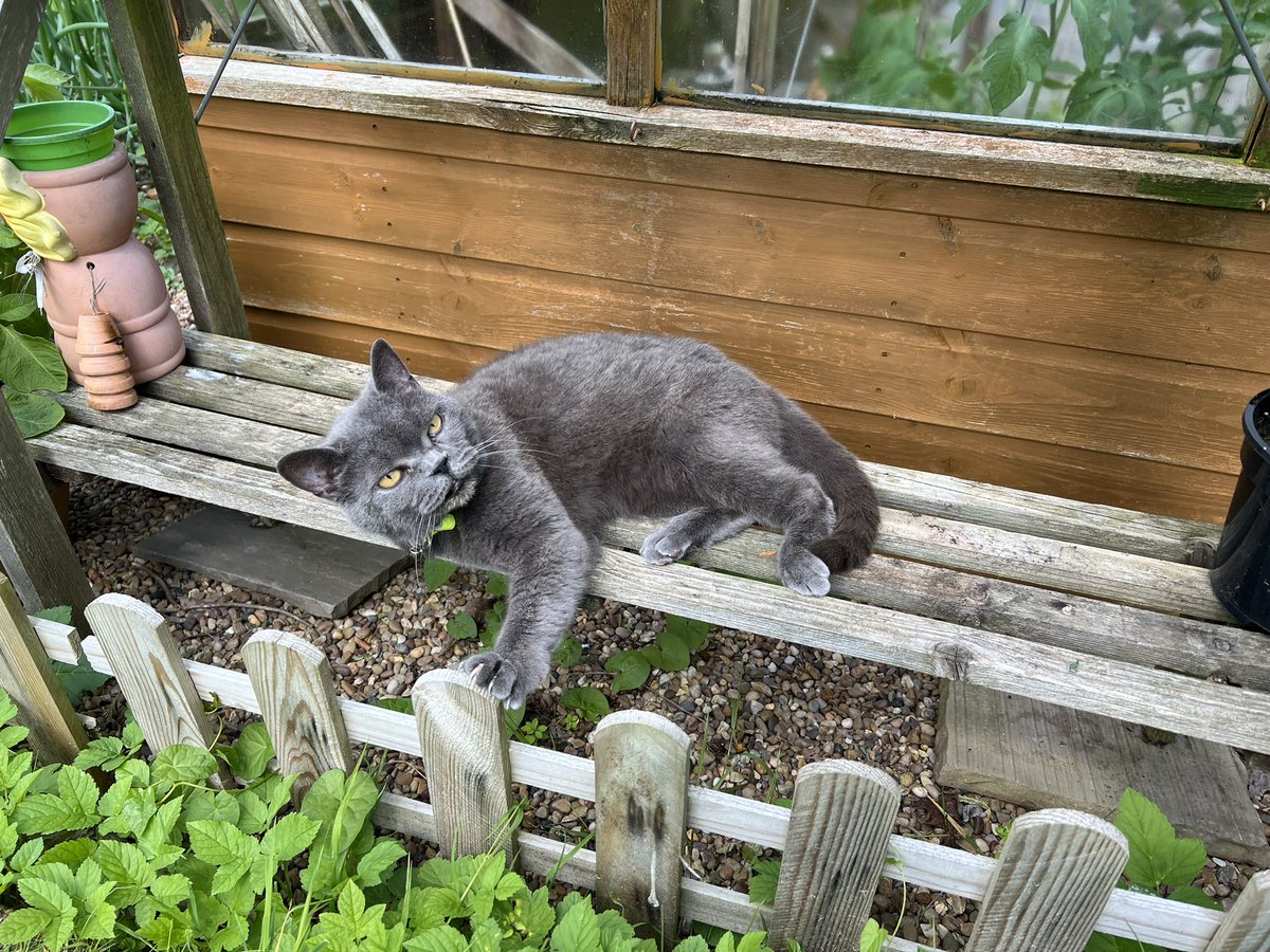 Greetings, dear furriends. I’m basking in much needed sunshine. Staff told me off last night for successfully removing a cover from a plate so that I could help myself to butter. Not sure why that’s an issue?! 😸🐾🧈 #CatsOfTwitter #jellybellyfriday