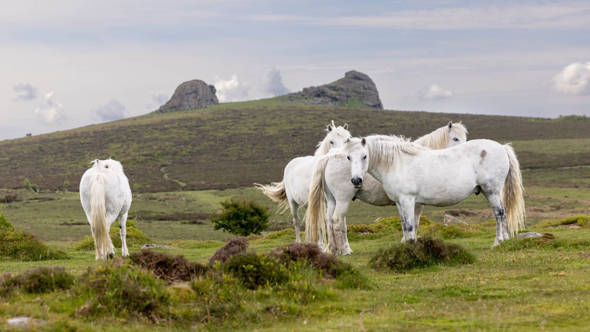 snelgrovephoto's tweet photo. Four fabulous grey Dartmoor ponies just chilling in front of the iconic Haytor and Lowerman Rocks. Is there any better sight? π΄π
#snelgrovephotography #imagesofhorses #dartmoorpony #dartmoornationalpark #dartmoor #haytor #NatureAtItsBest https://t.co/PYVtqDkt9g
