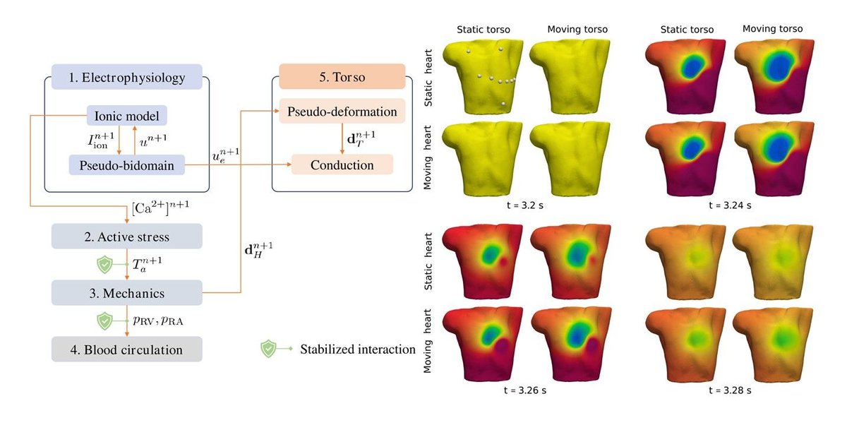 Our latest research article just published on CMAME!

doi.org/10.1016/j.cma.…

"An integrated heart–torso electromechanical model for the simulation of electrophysiological outputs accounting for myocardial deformation" 

#cardiac #electromechanics #ECG #MEF
