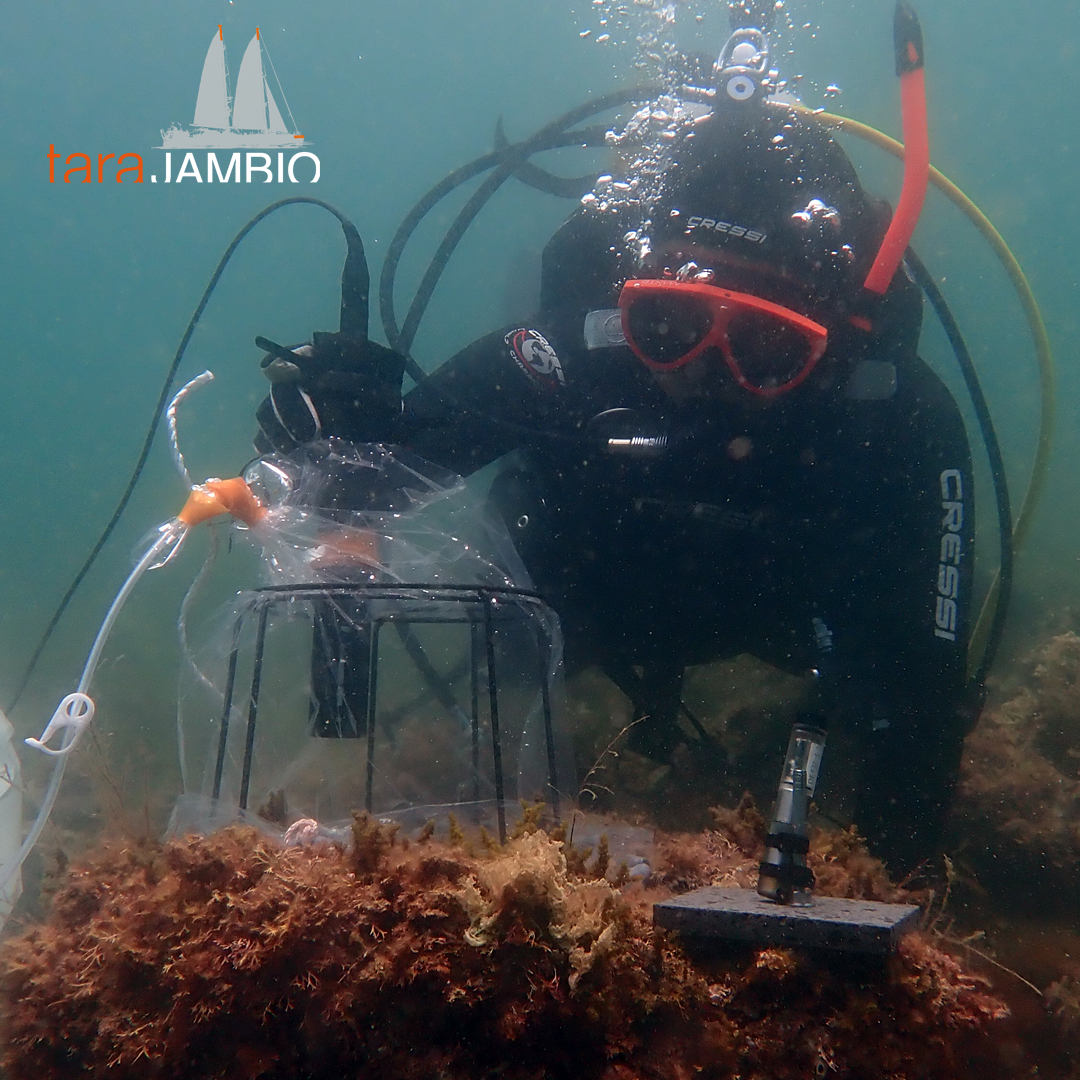 Tara Océan (一社)タラ オセアン ジャパン tweet media