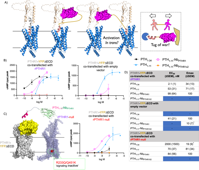 Nature Communications (@naturecomms) on Twitter photo Authors <a href="/rche54/">Ross Cheloha</a>, @shivdoesscience and colleagues demonstrate that tethering ligands to GPCR receptors via conjugation with binding nanobodies enables pathway-specific signaling
nature.com/articles/s4146… Authors <a href="/rche54/">Ross Cheloha</a>, @shivdoesscience and colleagues demonstrate that tethering ligands to GPCR receptors via conjugation with binding nanobodies enables pathway-specific signaling
nature.com/articles/s4146…