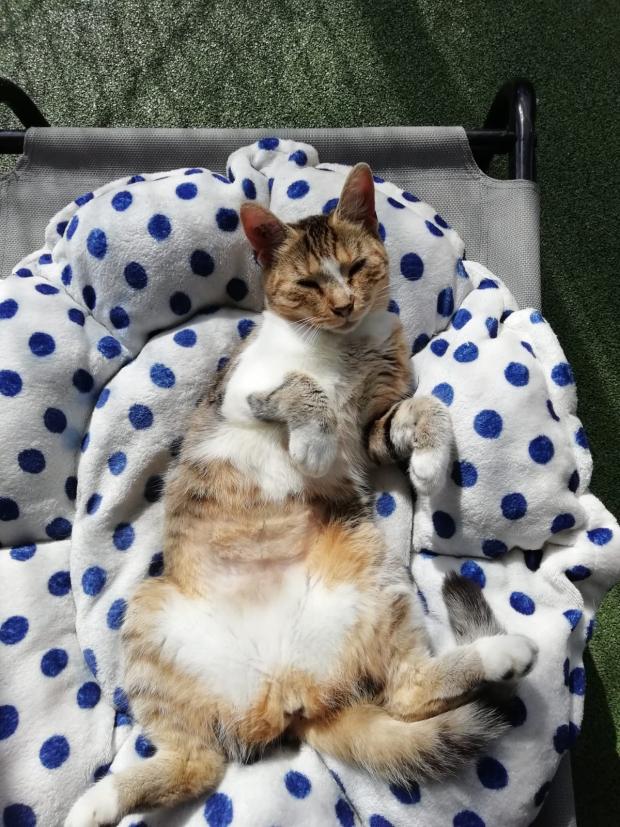 FBB_Officiel's tweet image. #SOSAdoption

🐱 Minette, 2 ans, était enfermée dans un placard.

Il y a 2 jours, nous vous donnions des nouvelles d’une enquête qui avait abouti à la prise en charge de Minette et d’un chiot malnutri. En effet, la propriétaire a été condamnée à payer une amende à la FBB. Une…