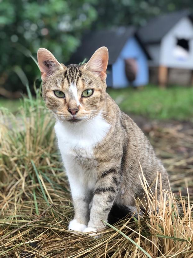 FBB_Officiel's tweet image. #SOSAdoption

🐱 Minette, 2 ans, était enfermée dans un placard.

Il y a 2 jours, nous vous donnions des nouvelles d’une enquête qui avait abouti à la prise en charge de Minette et d’un chiot malnutri. En effet, la propriétaire a été condamnée à payer une amende à la FBB. Une…