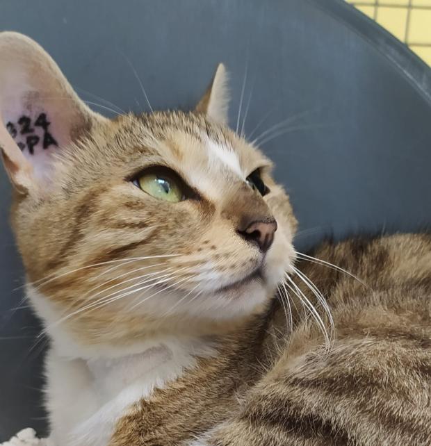 FBB_Officiel's tweet image. #SOSAdoption

🐱 Minette, 2 ans, était enfermée dans un placard.

Il y a 2 jours, nous vous donnions des nouvelles d’une enquête qui avait abouti à la prise en charge de Minette et d’un chiot malnutri. En effet, la propriétaire a été condamnée à payer une amende à la FBB. Une…