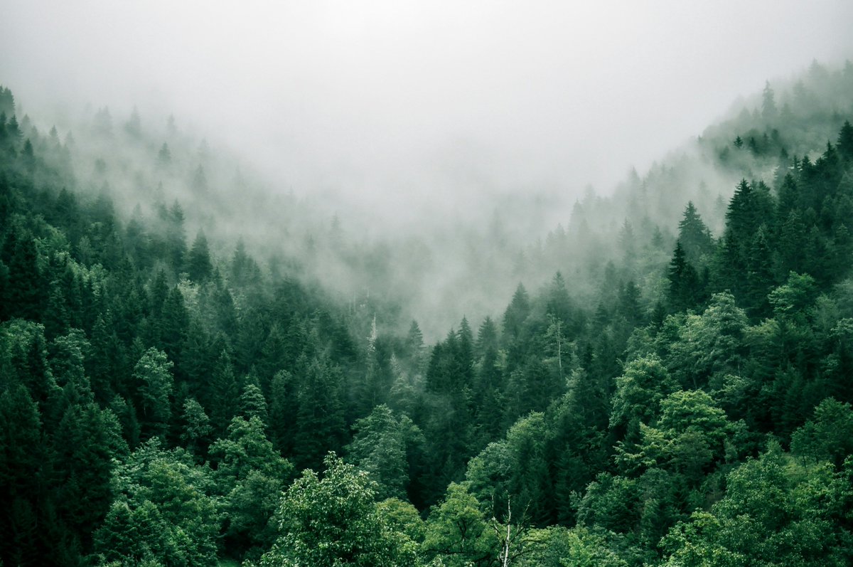 Did you know that trees are not just a beautiful addition to our landscapes, but they are also vital for our planet's health? 🌍 Planting trees is a simple yet powerful way to make a positive impact. 🌿

#trees #environment