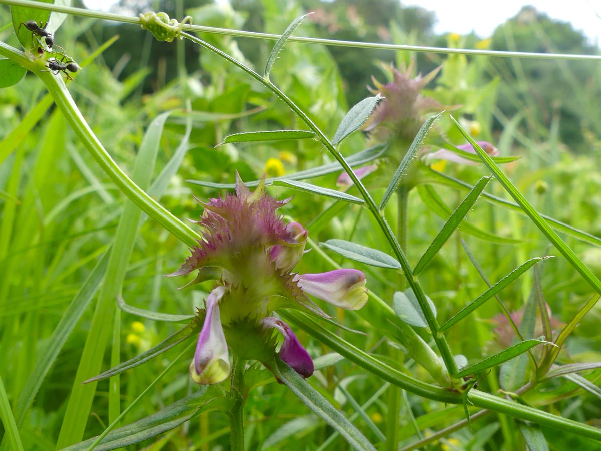 WildChurches tweet media