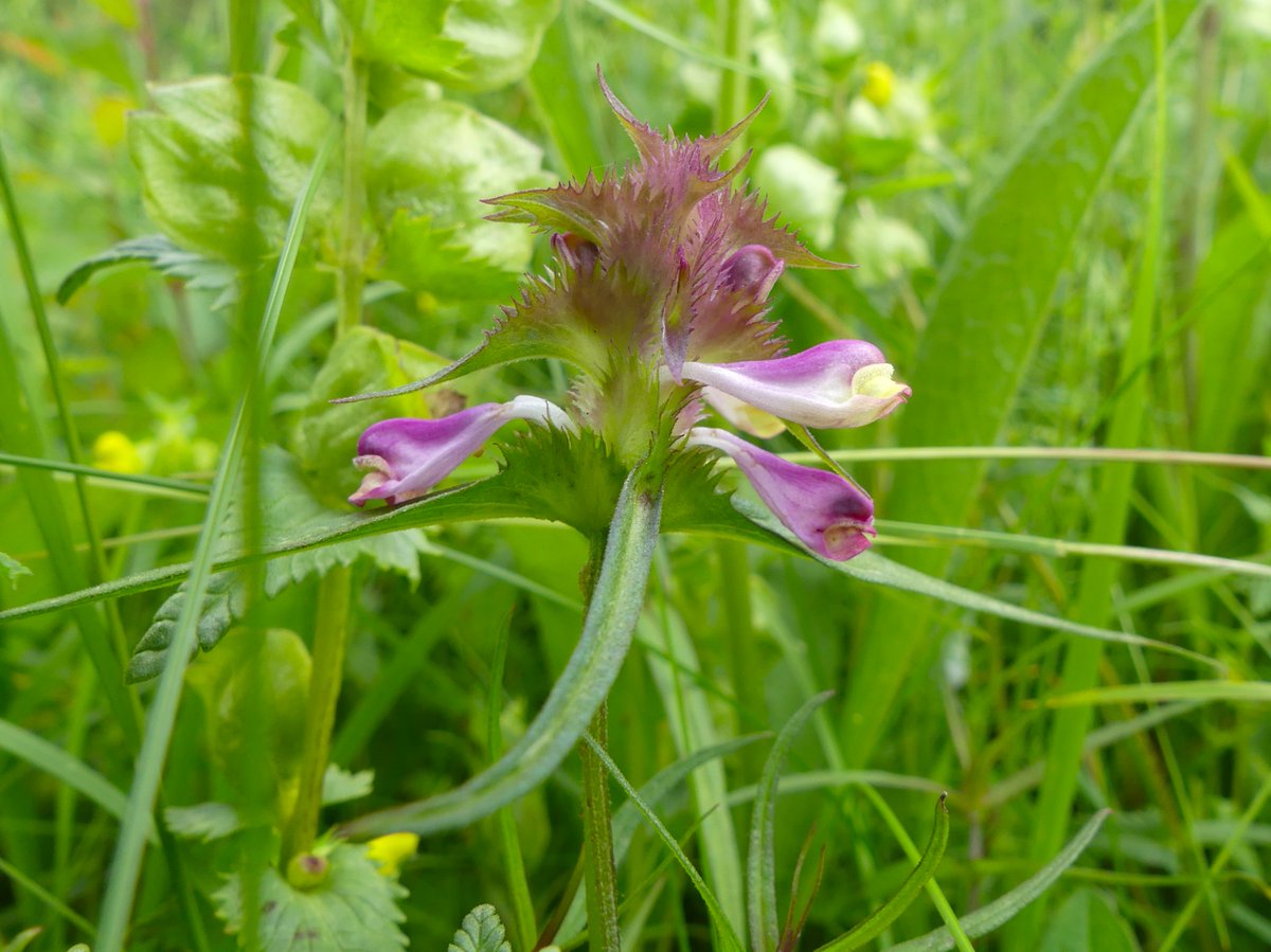 WildChurches tweet media