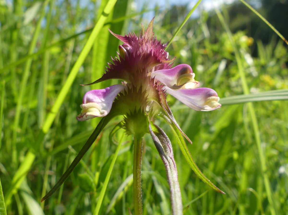 WildChurches tweet media