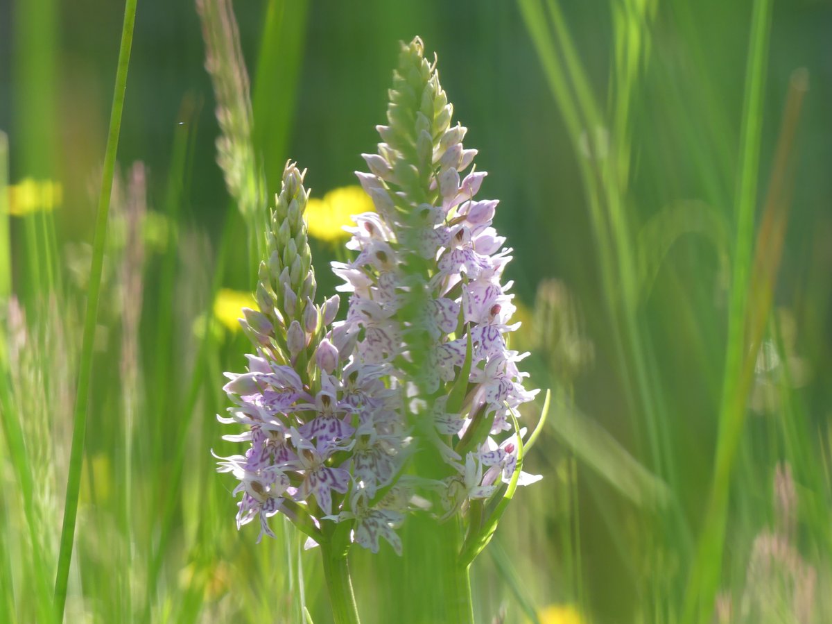 WildChurches tweet media