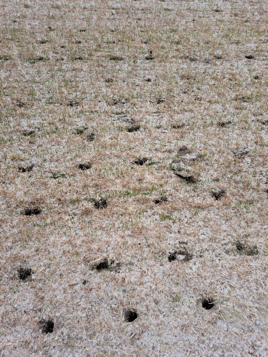 Dale Stephen (@ictfcgroundsman) on Twitter photo Tough week for all of us in the <a href="/ICTFC/">Inverness Caledonian Thistle FC</a> family!! But we battle on, pitch is coming on after the surface was sprayed off, scarified, verti drained, 100t of sand and overseed. Season approaching fast! #germination π±ππ Tough week for all of us in the <a href="/ICTFC/">Inverness Caledonian Thistle FC</a> family!! But we battle on, pitch is coming on after the surface was sprayed off, scarified, verti drained, 100t of sand and overseed. Season approaching fast! #germination π±ππ