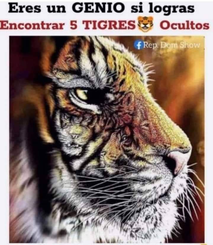 Encuentra los 5 tigres ocultos