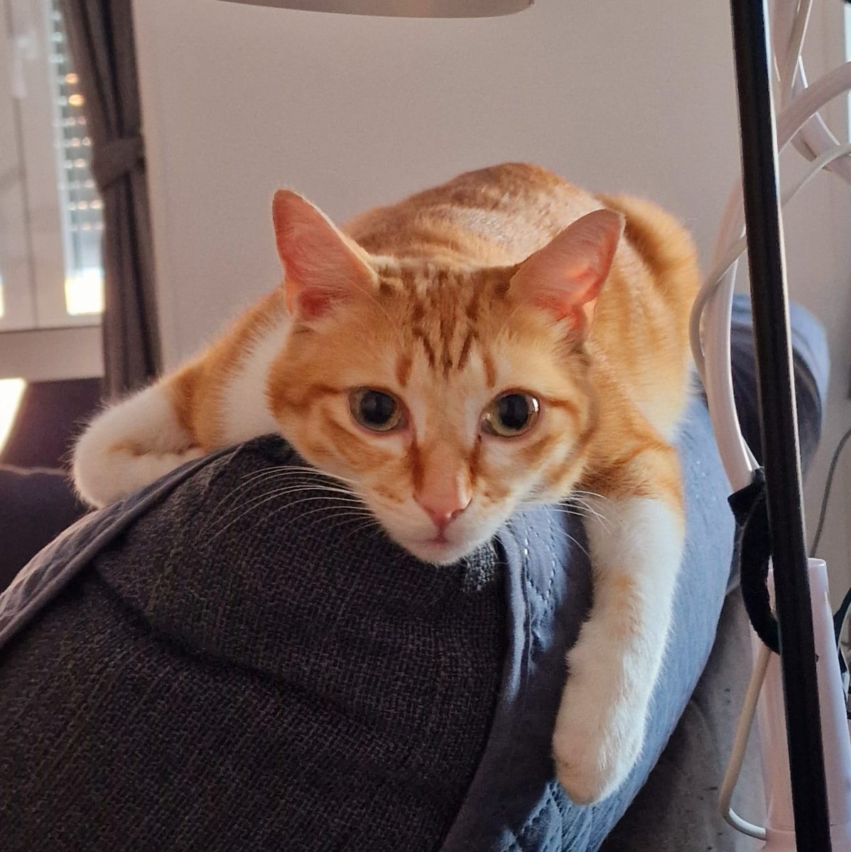 BaalCatZebub's tweet photo. Hi! 👋
I love you all ❤
Today is World Swift Day 🐦.
Which may be quite unknown, but they feed on MOSQUITOES so they deserve the celebration and a medal (mom dixit) 😺
Happy day! 😽
#DayOf #Hedgewatch #Currito https://t.co/61nRMYF0bl
