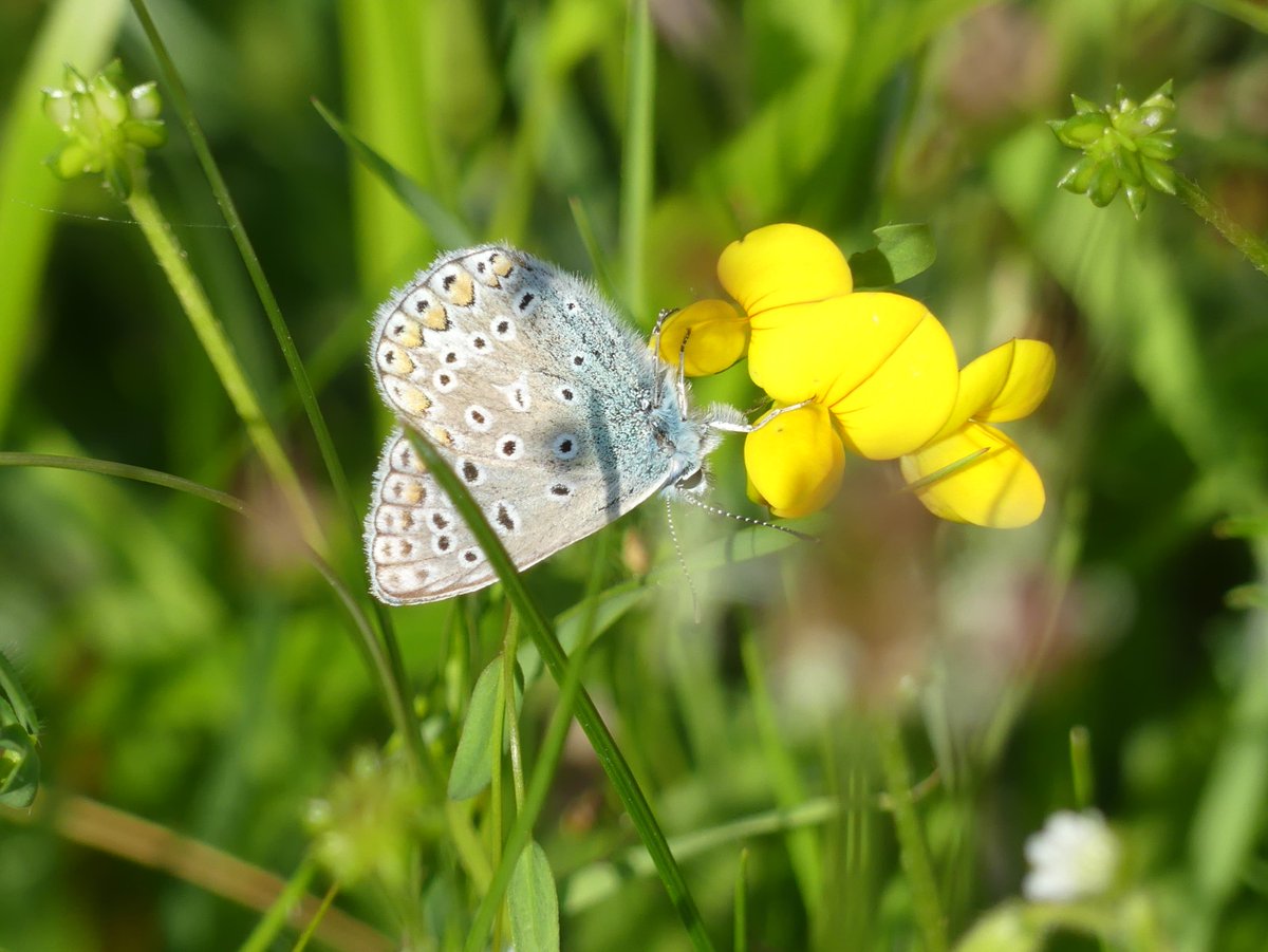 WildChurches tweet media