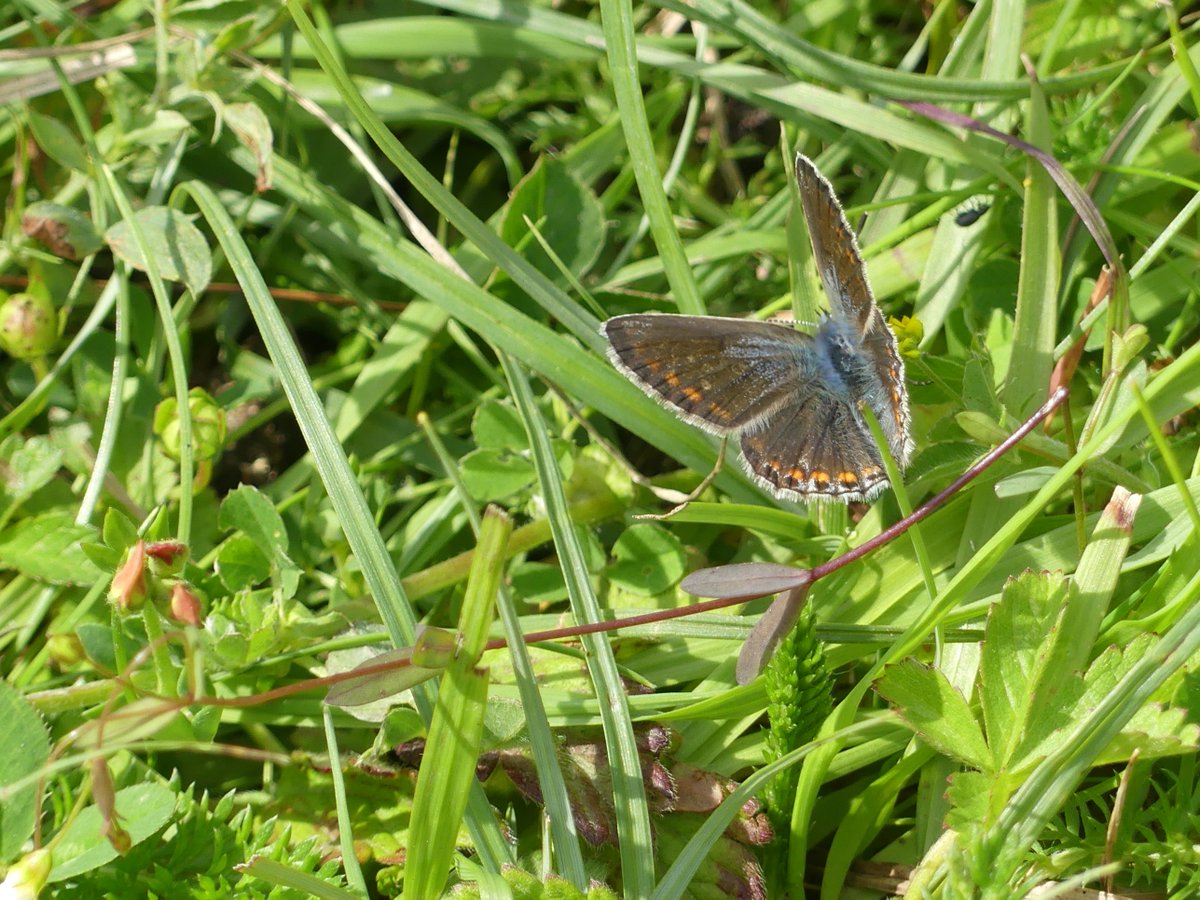 WildChurches tweet media