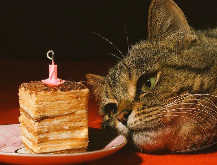 MaxStrafe. tweet media