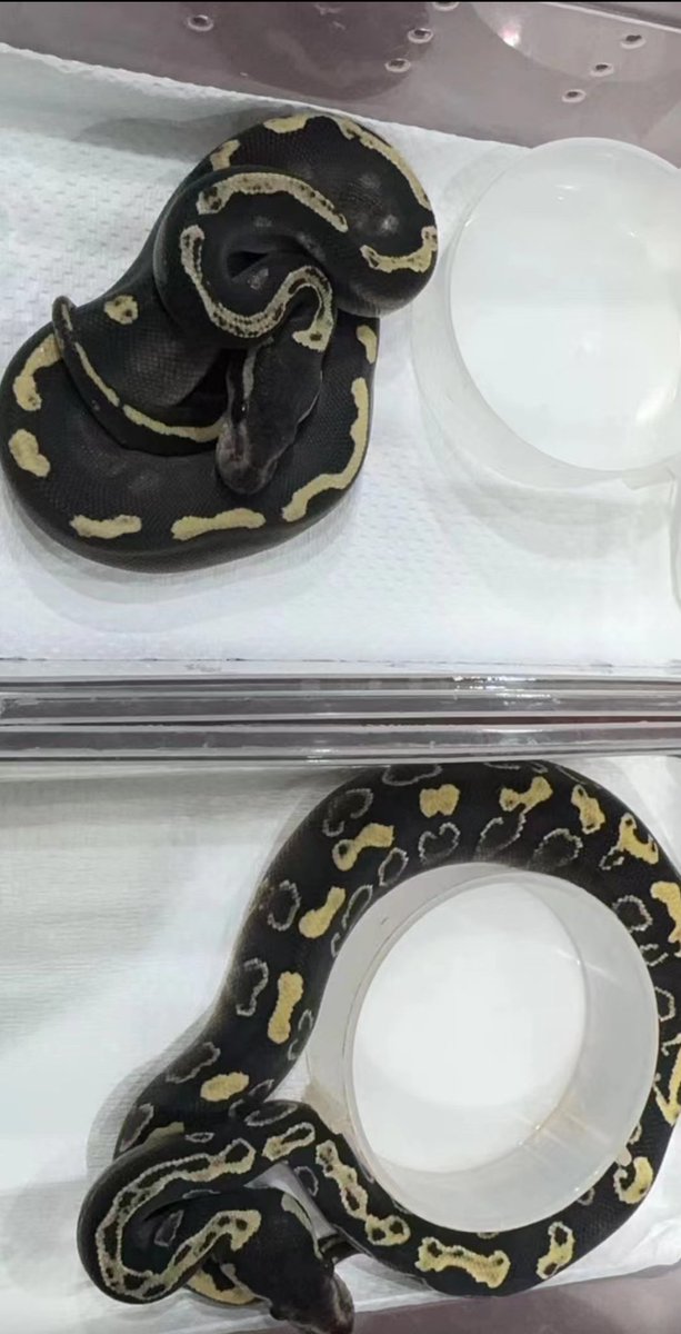 c_ppco's tweet photo. ghi莫哈韦还剩俩 上公4.5k 母4.8k好沟吧漂亮 https://t.co/FDGcg5sJ2e