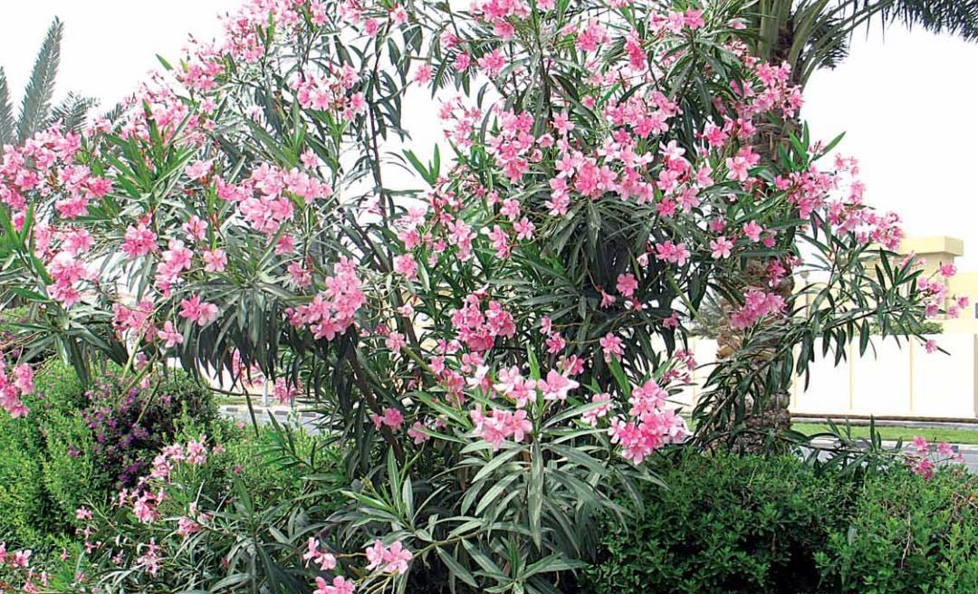 "عبدالكريم الناجم":

أشجار ضارة وزرعت في مدننا ومنازلنا:

• شجرة الدفلة 
• شجرة البرسوبس 
• شجرة الكونوكاربس