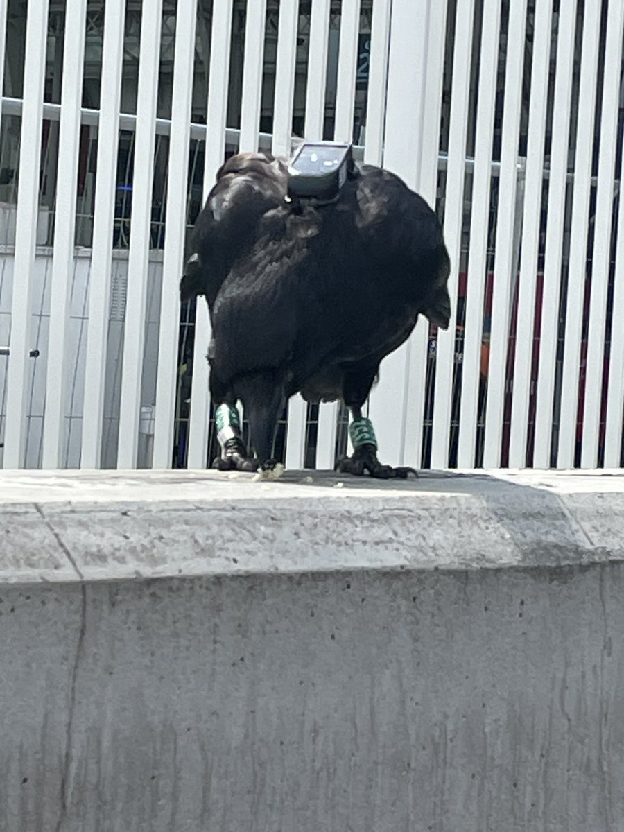 Not a great picture, but saw this yesterday outside the Gare de Lyons- a crow, colour ringed and wearing a tracker- any ideas for finding out what that’s all about?#crow #corvids #France #birding