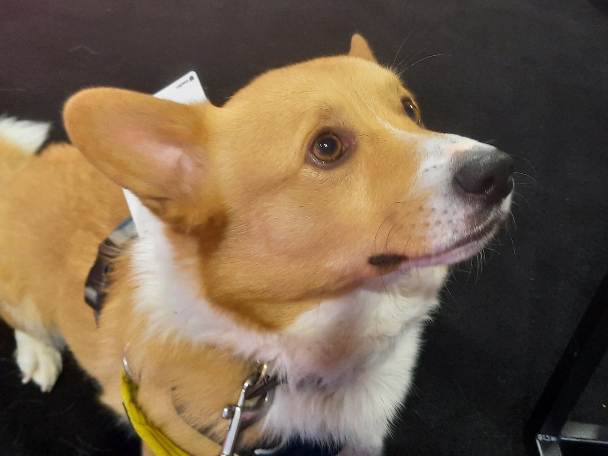 BritishVets tweet media