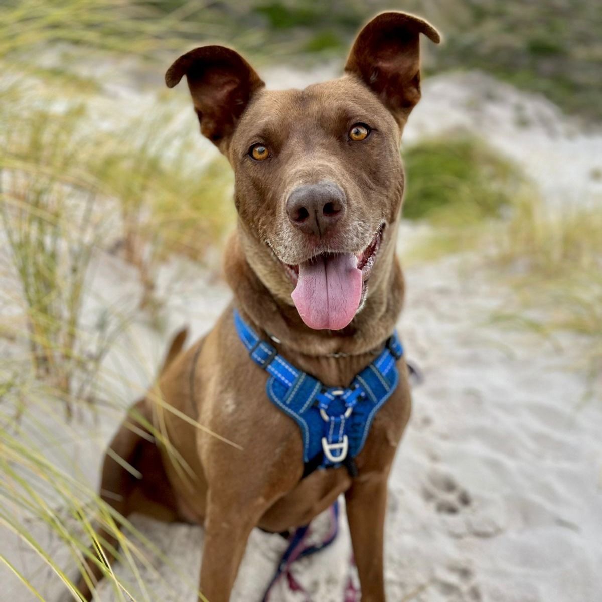 Meet Bruno, a solid and striking boy with a stunning chocolate-coloured coat and captivating amber eyes. This handsome hunk is ready to conquer the world with his sleek moves and irresistible charm.

To adopt Bruno: tears.org.za/dogs/?mgi_21=7…