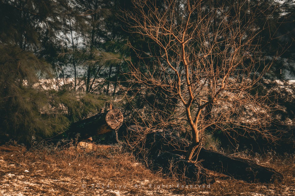 Lyu (@kusi44696520) on Twitter photo 