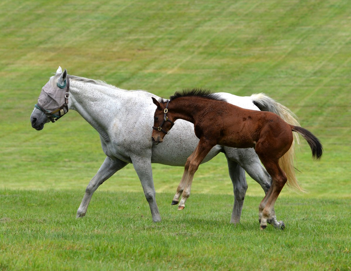 StonestreetFarm's tweet image. Leaping into the weekend alongside our FLIGHTLINE colt out of #homebred G1W TARA'S TANGO! ⚡️ #FoalFriday #BredandRaised #Foalsof2024 @LanesEndFarms
