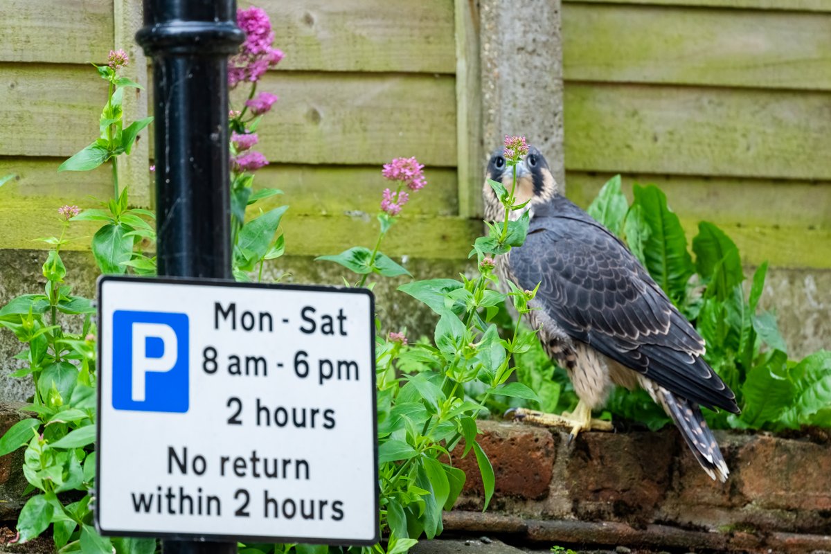 The first peregrine chick left the nestbox on the Central Tower of Lincoln Cathedral this week.  

It glided gently down, then bounced off a lamp post.  
It hid (badly) behind some Valerian.  

That Minster Yard traffic warden doesn't listen to any excuses!