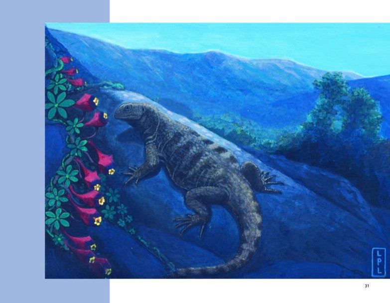 capeschile's tweet photo. ¡Ya puedes descargar el nuevo #libroCAPES!
«Vecinos nativos en peligro: cuentos murales de flora y fauna amenazada en Chile Central» de los autores Carla Rivera Rebella, ecóloga @capeschile, y Luis Pérez López, artista visual, con el diseño e ilustraciones de Pía Pulgar. https://t.co/Qt5iUkrYFT