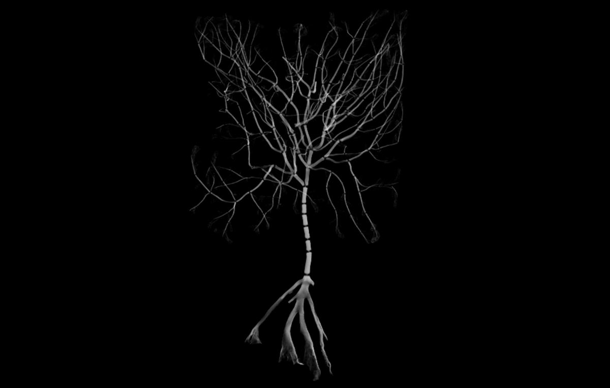 katsamenis's tweet photo. Method &amp; µCT data of bamboo #corals from @tjw_97 et al. at @muVISxrayCT . If you're working on palaeoceanographic reconstructions or skeletal morphometrics have a look. 

@nxrayct @philbenthos @ArcticNet @ProfBenthos @GodboldJasmin @theFosterlab https://t.co/WcxWTeGzPV
